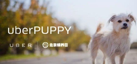 通过Uber应用一键呼叫的狗狗，均为来自北京领养日待领养的幼犬。